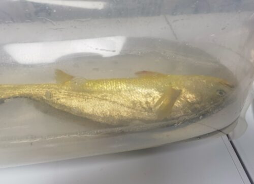 Sea-farmed yellow croaker, delivered live to your door — triple compensation for dead fish! photo review