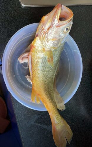 Sea-farmed yellow croaker, delivered live to your door — triple compensation for dead fish! photo review