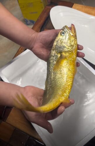 Sea-farmed yellow croaker, delivered live to your door — triple compensation for dead fish! photo review